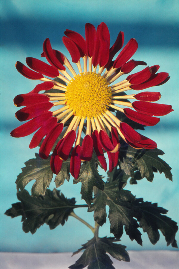 Šlapanická chryzantéma, autorská fotografie Jana Dvořáka